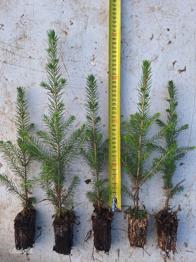 Kuusetaimed / kuuseistikud / metsataimed