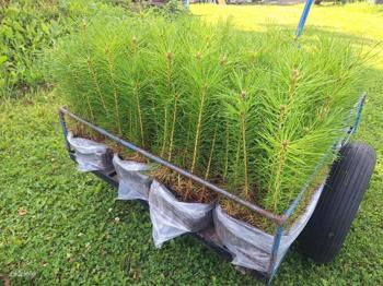 Männitaimed / männiistikud / metsataimed