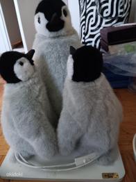 Michel Taillis Création tantsivad pingviinid